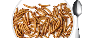 Imatge de l'article de Ferran Lalueza  No volem menjar insectes (però ens ho empassem tot)