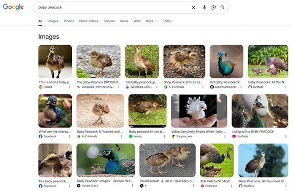 img-dins_article-158d-linares