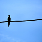 La percepción de la vigilancia digital de las personas mayores en seis países Imagen del artículo de Sara Suárez-Gonzalo La percepción de la vigilancia digital de las personas mayores en seis países